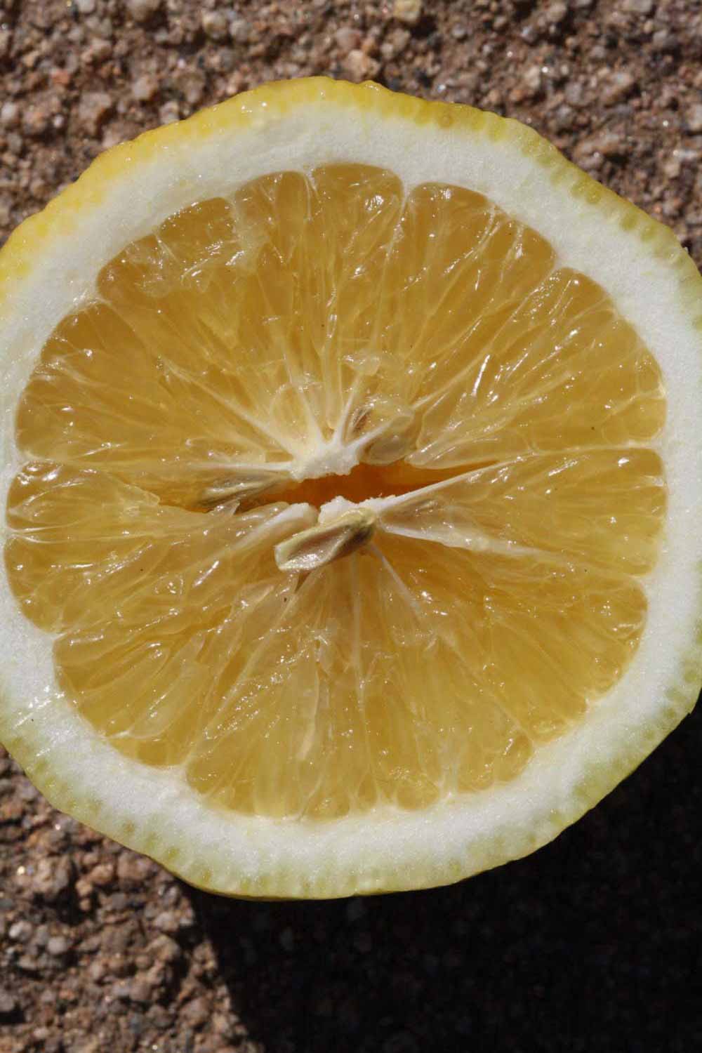              Fruit cross-section (Riverside, CA)       